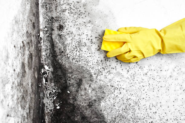 Best Professional Mold Removal  in Oak Hill, OH