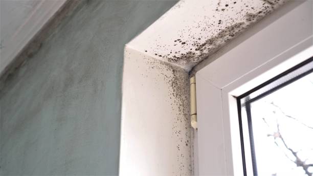 Best Local Mold Removal Service  in Oak Hill, OH