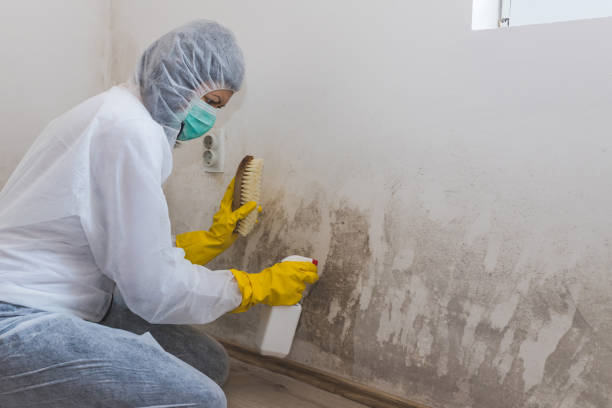 Office Mold Removal Services in Oak Hill, OH