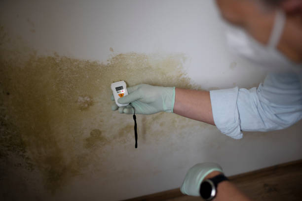 Best Professional Mold Removal  in Oak Hill, OH