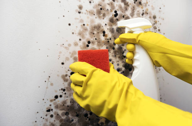 Best Mold Remediation Experts  in Oak Hill, OH