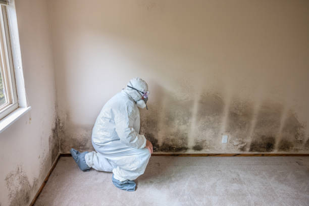 Best Black Mold Removal  in Oak Hill, OH