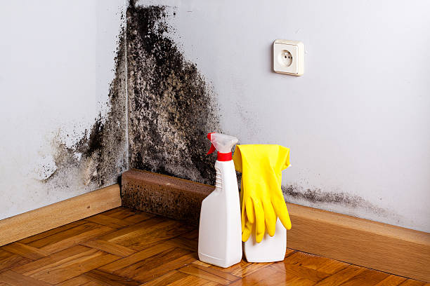 Best Mold Removal Near Me  in Oak Hill, OH